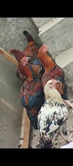 Desi aseel 5 hen and misri 2 male hen