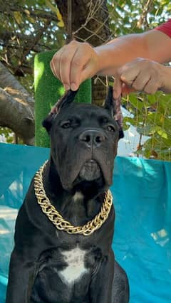 Cane Corso Extremely High Quality Puppy