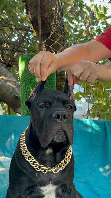 Cane Corso Female Puppy For Sale 1