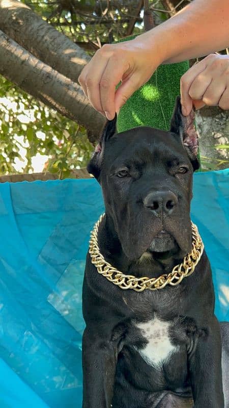 Cane Corso Female Puppy For Sale 2