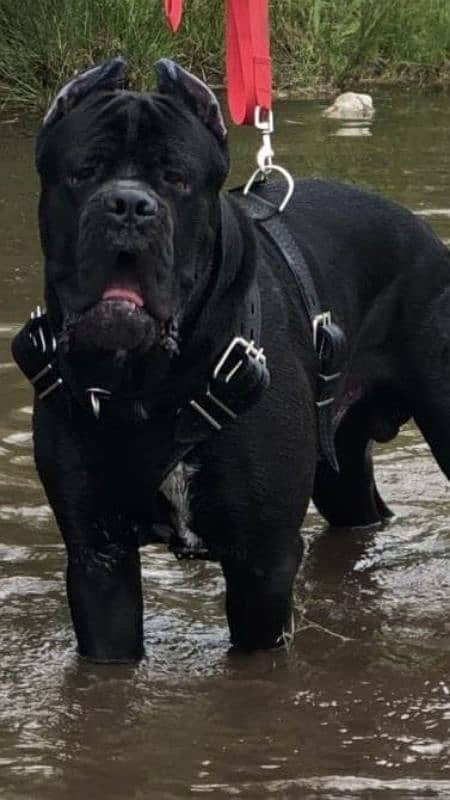 Cane Corso Female Puppy For Sale 3