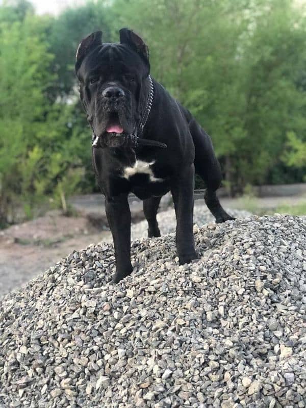 Cane Corso Female Puppy For Sale 4