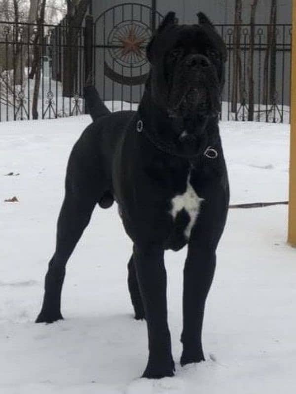 Cane Corso Female Puppy For Sale 5