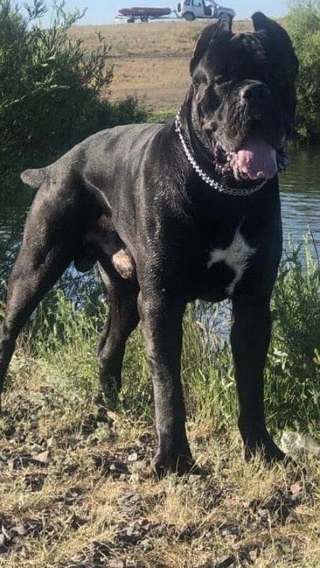 Cane Corso Female Puppy For Sale 6