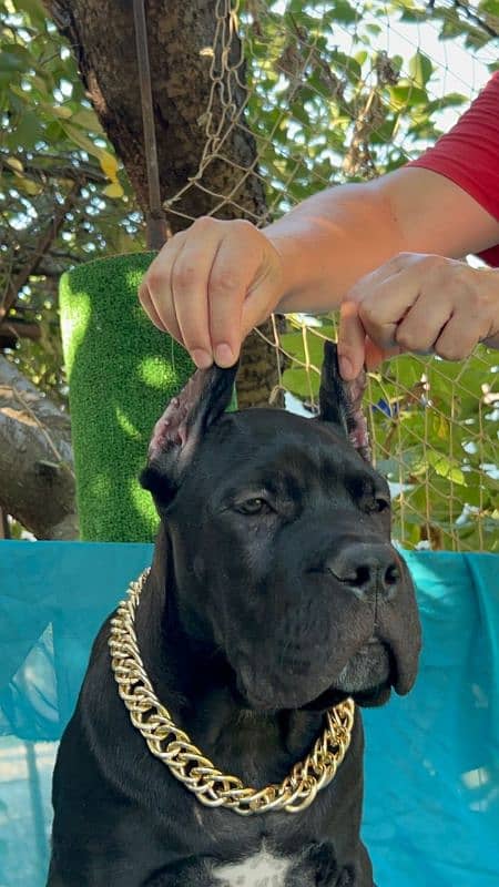 Cane Corso Female Puppy For Sale 8