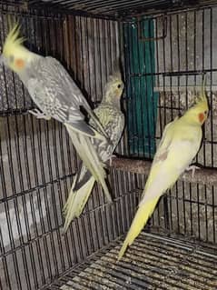 3 cockatiel Females