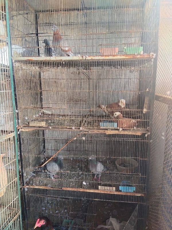 cage for sell 3