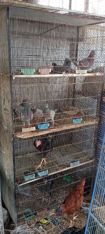 cage for sell 15