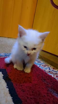 cute white cat