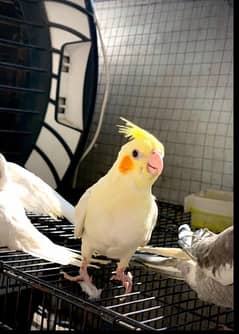 Handtamed Cockatiels