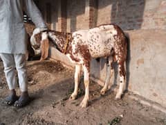 2bakra for sale demand 79hazrwhat app03240584510