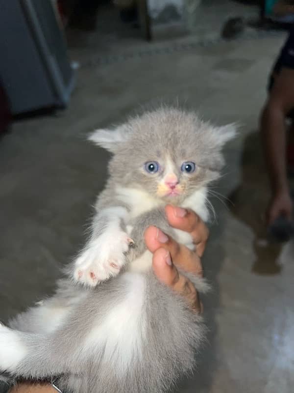 Pure Female Persian Kittens 0