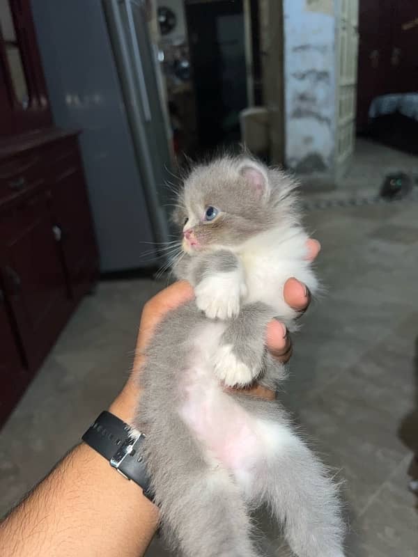 Pure Female Persian Kittens 1