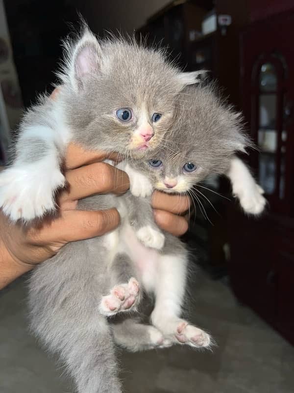 Pure Female Persian Kittens 2