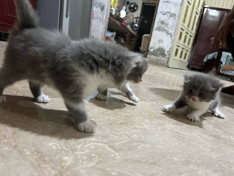 Pure Female Persian Kittens 5