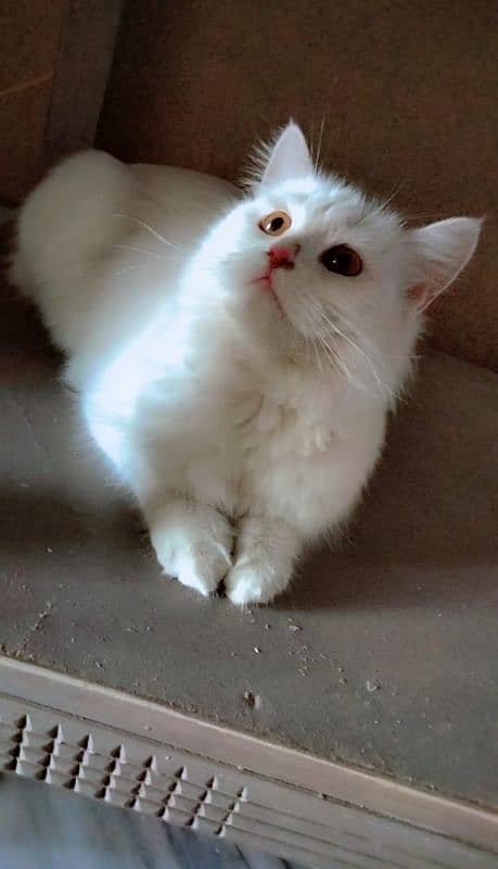 persian Cat 1