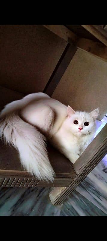 persian Cat 3