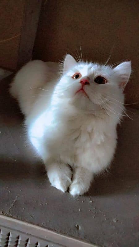 persian Cat 4