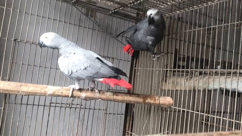 african grey parrot breeder pair 2