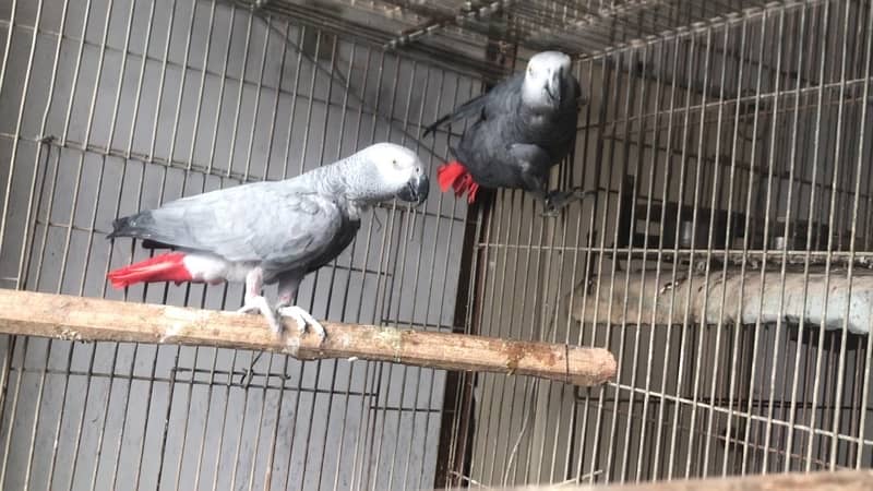 african grey parrot breeder pair 3