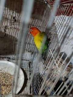 lovebird female