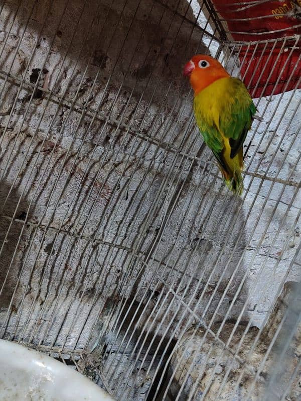 lovebird female 1