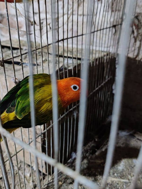 lovebird female 2