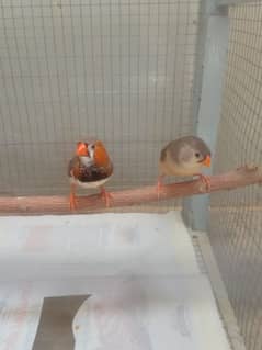 Finch Mutation BB Pair