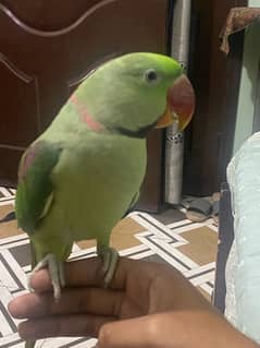 raw parrot pahari