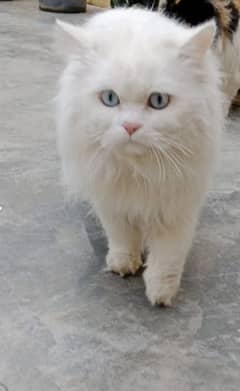 persian triple Coat male