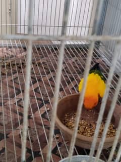 Sun Conure Breeder Pair