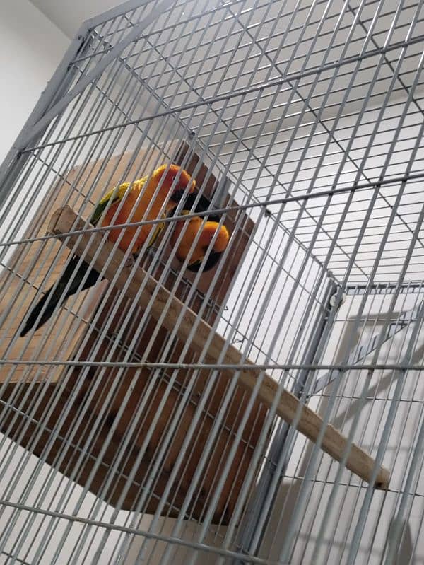 Sun Conure Breeder Pair 1