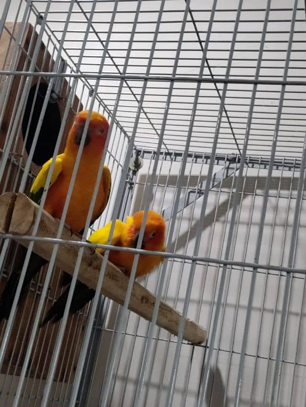 Sun Conure Breeder Pair 2