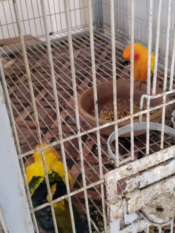 Sun Conure Breeder Pair 3