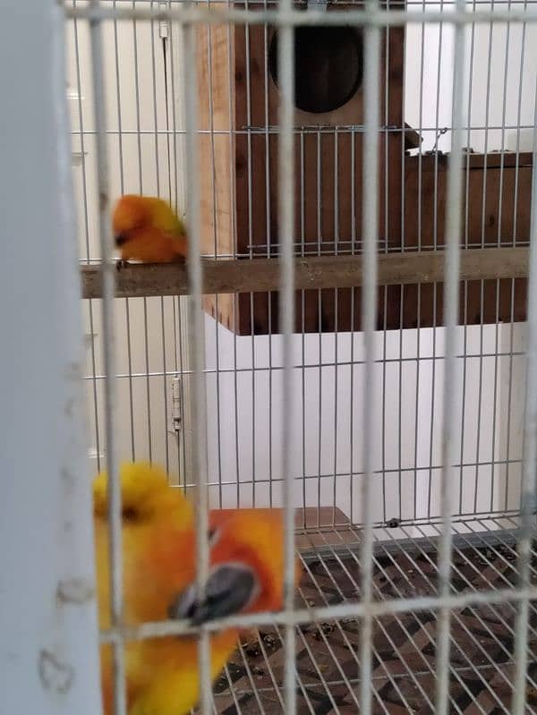 Sun Conure Breeder Pair 4