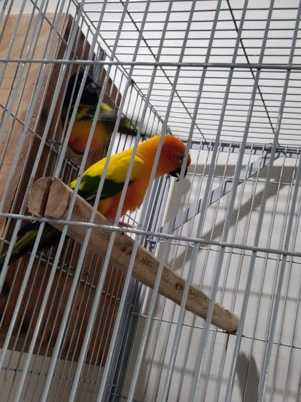 Sun Conure Breeder Pair 5