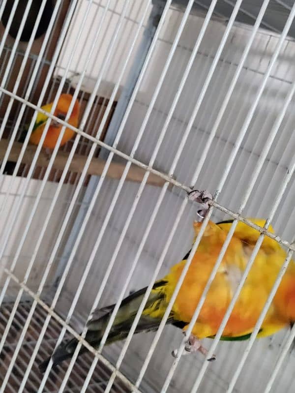 Sun Conure Breeder Pair 6