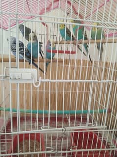 Budgies