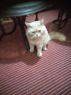 Persian doll face male cat very lovely