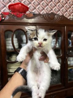 Persian cat age 45 days triple code odd eyes