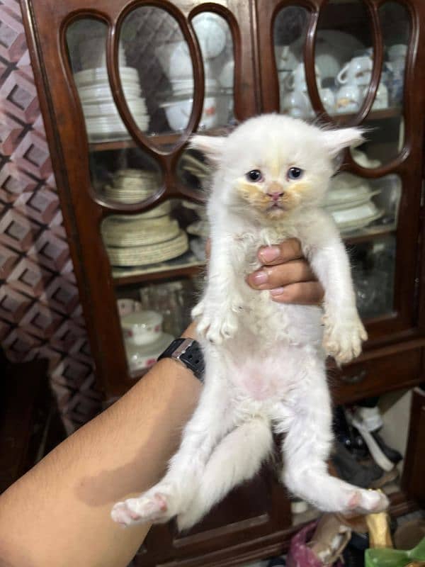 Persian cat age 45 days triple code odd eyes 1