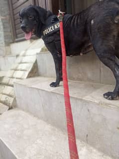 Labrador black female urgent for sale