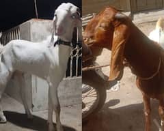 both Bakra for sale