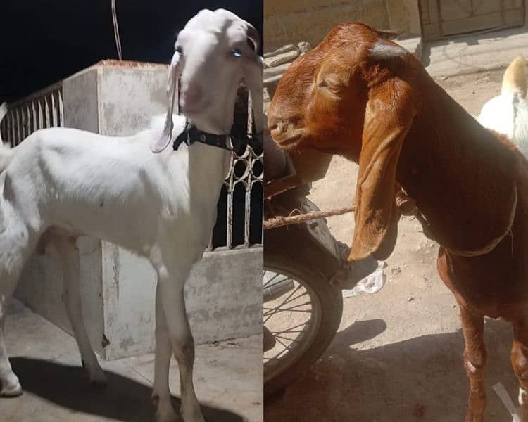 both Bakra for sale 0