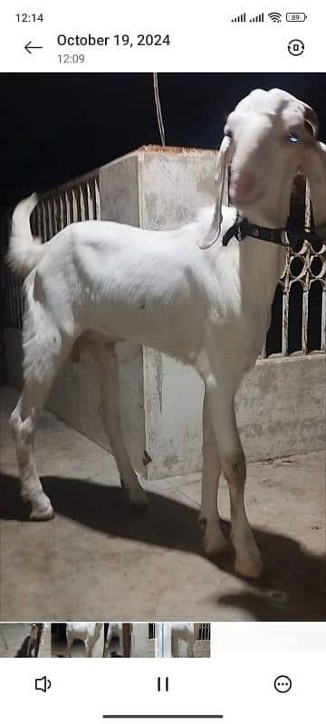 both Bakra for sale 1