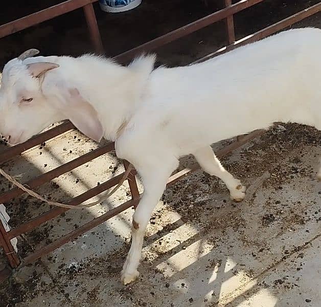 both Bakra for sale 2