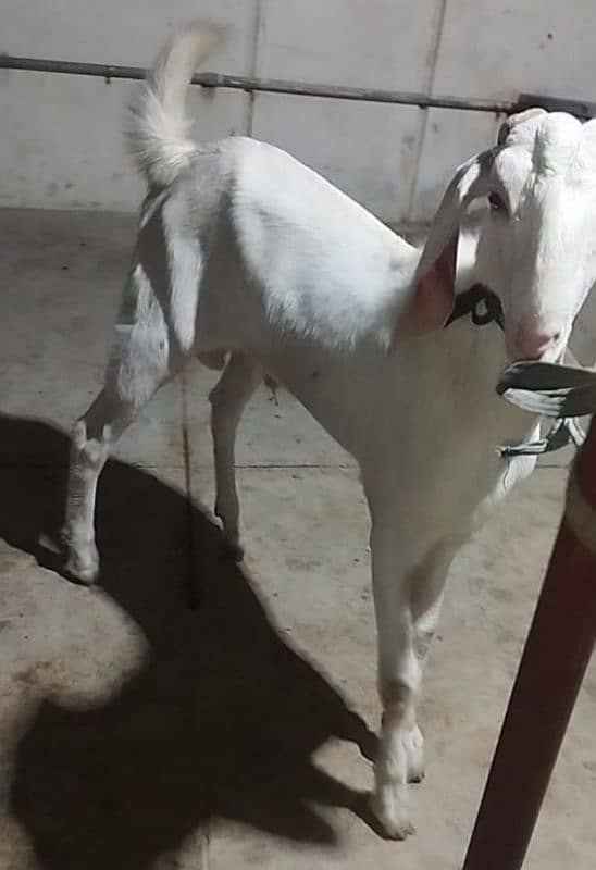 both Bakra for sale 3