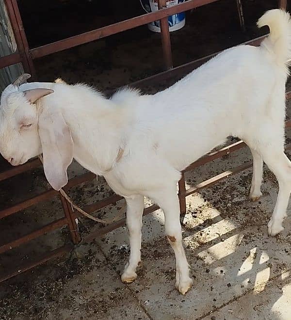 both Bakra for sale 4