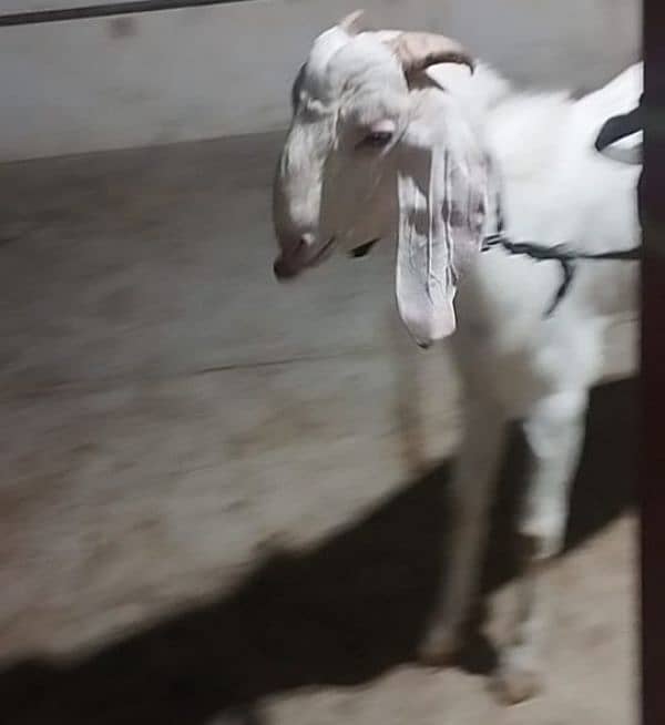 both Bakra for sale 5