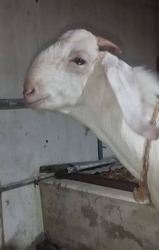 both Bakra for sale 6